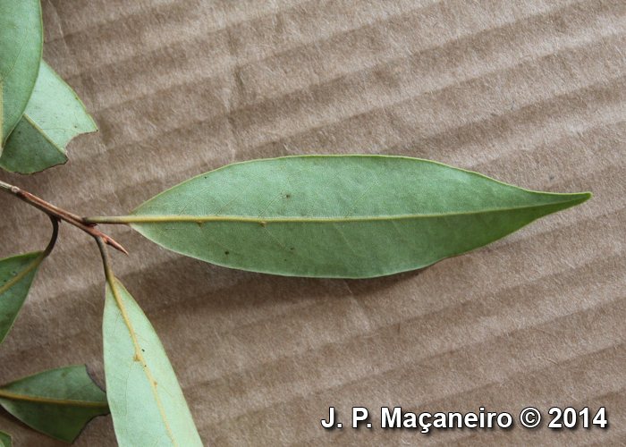 Ocotea porosa