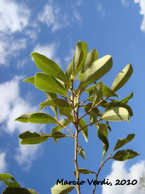 Ocotea porosa