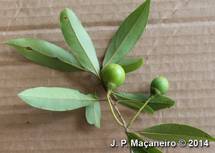 Ocotea porosa