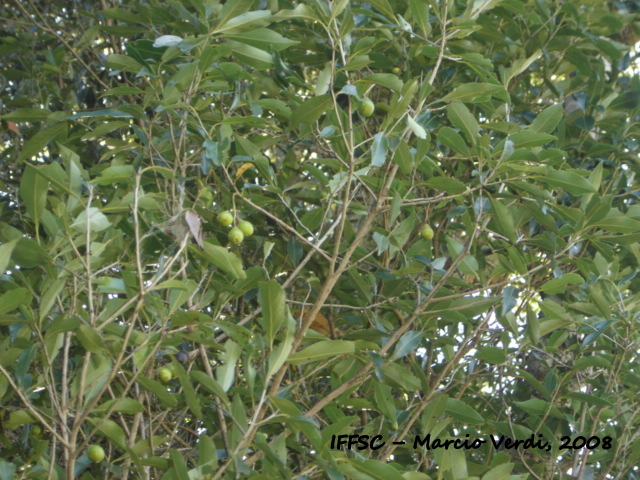 Ocotea porosa