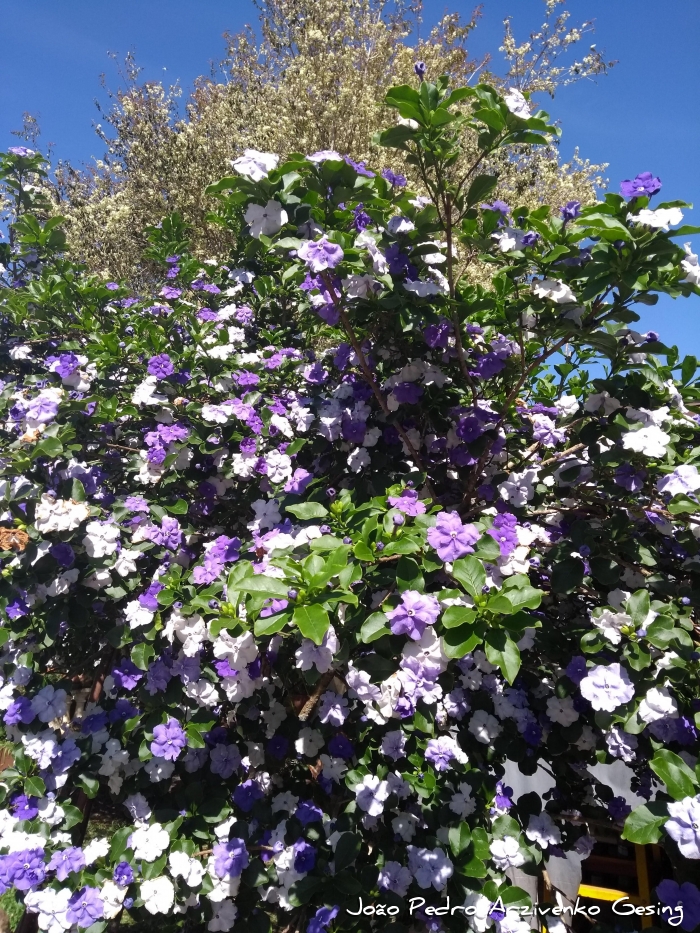 Brunfelsia uniflora