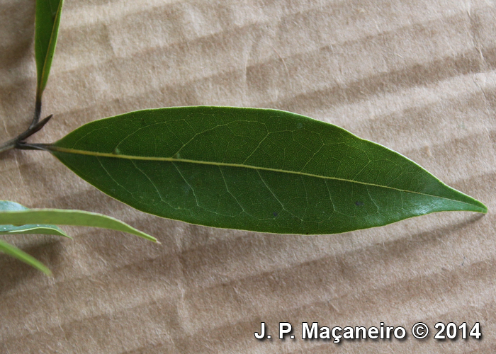 Ocotea porosa