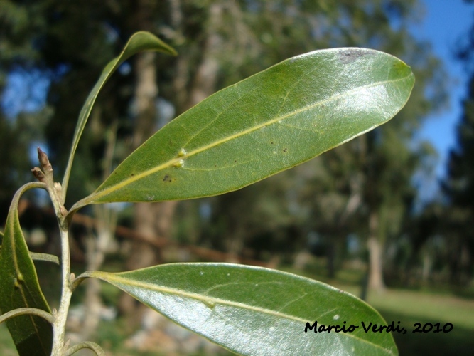 Ocotea porosa