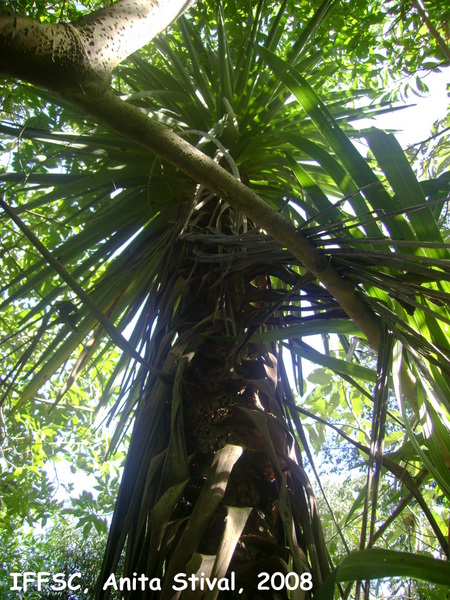 Cordyline spectabilis