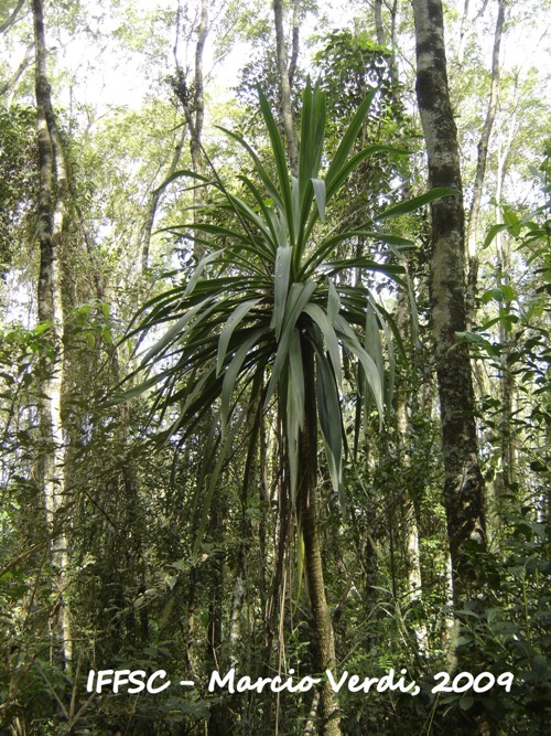 Cordyline spectabilis