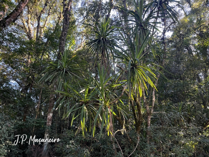 Cordyline spectabilis