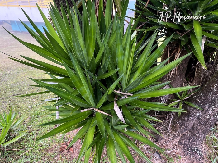 Cordyline spectabilis