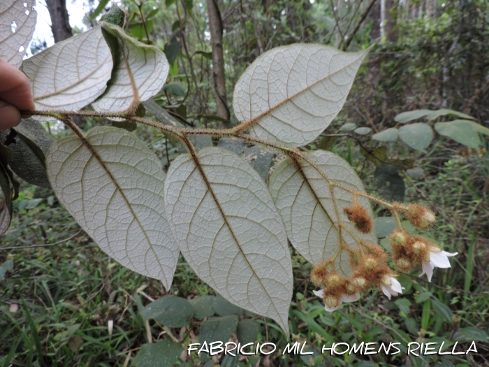 Solanum lacerdae