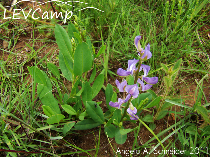 Lupinus guaraniticus