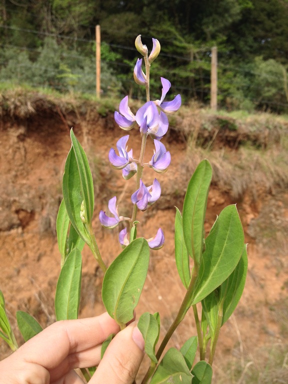 Lupinus guaraniticus