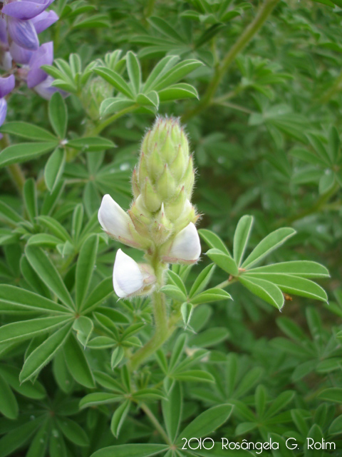 Lupinus paranensis