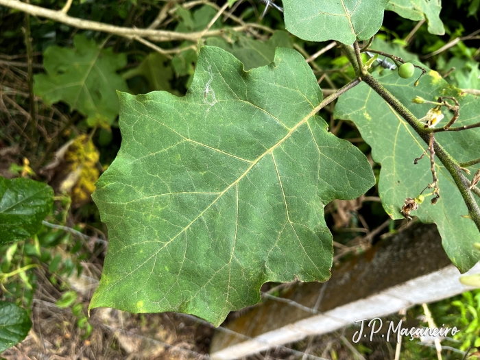 Solanum torvum