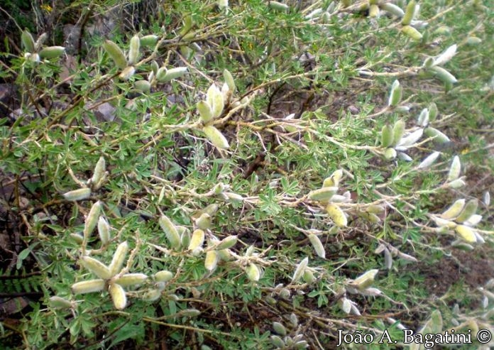 Lupinus paranensis