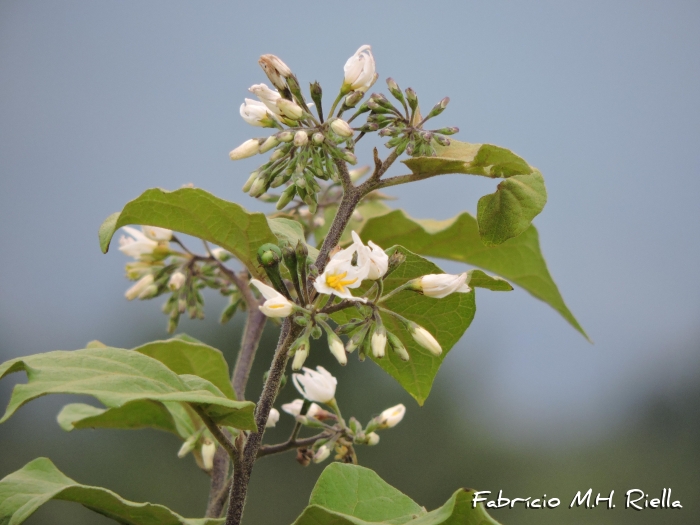 Solanum torvum