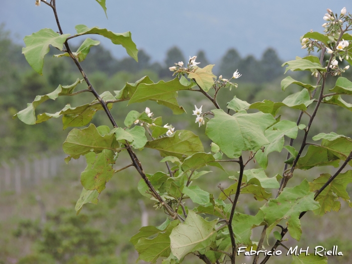 Solanum torvum