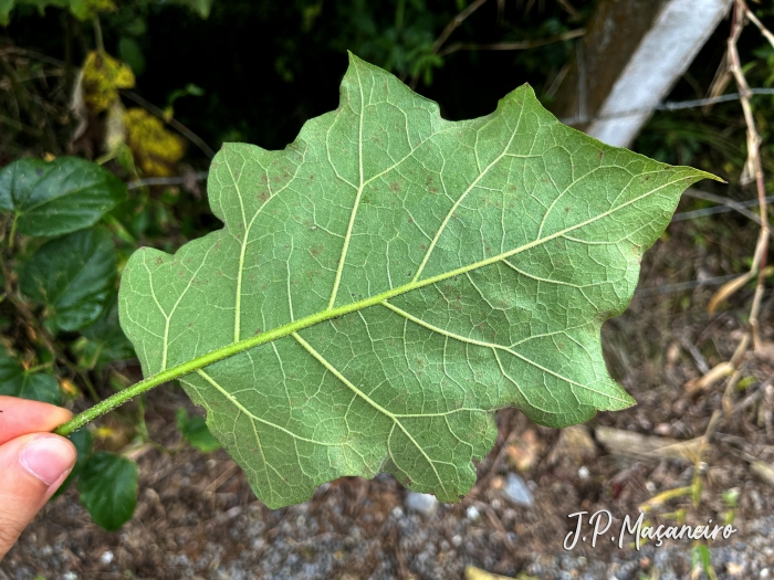 Solanum torvum