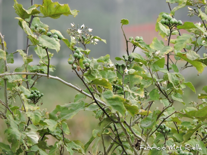 Solanum torvum