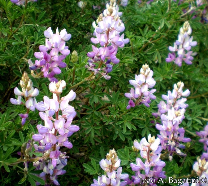 Lupinus paranensis