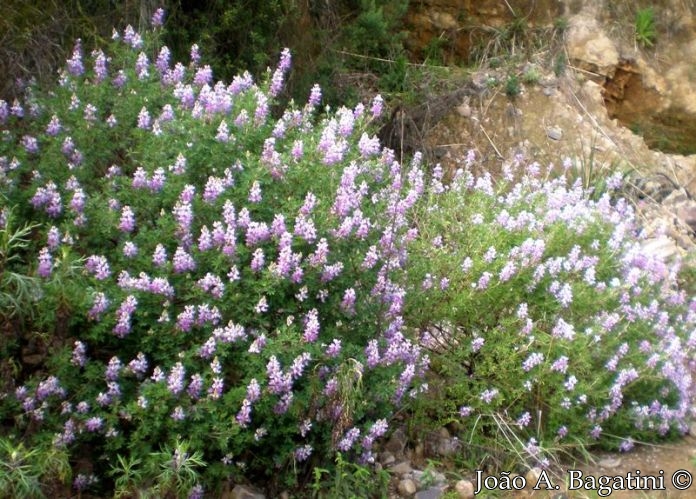 Lupinus paranensis