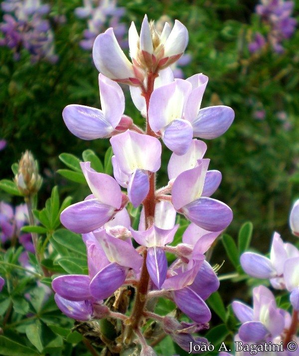 Lupinus paranensis