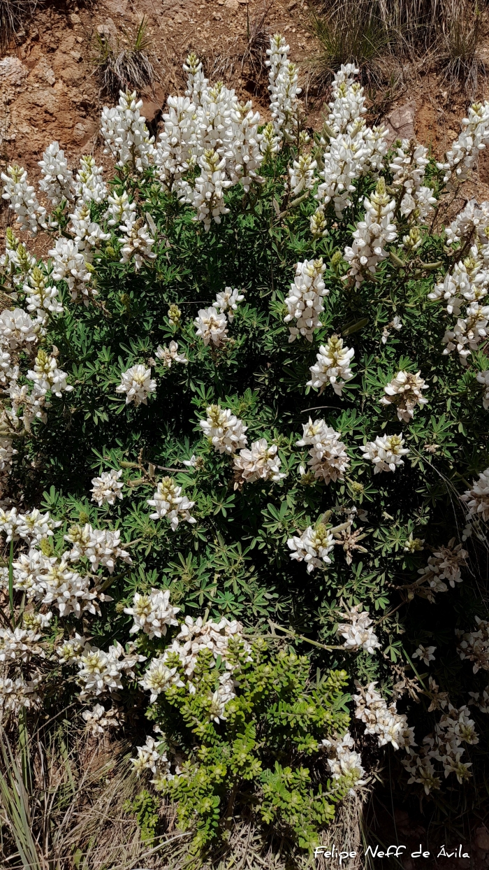 Lupinus paranensis