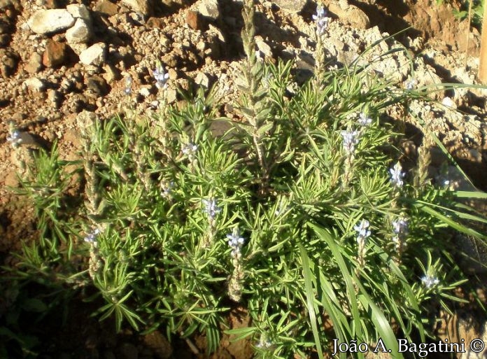 Lupinus paranensis