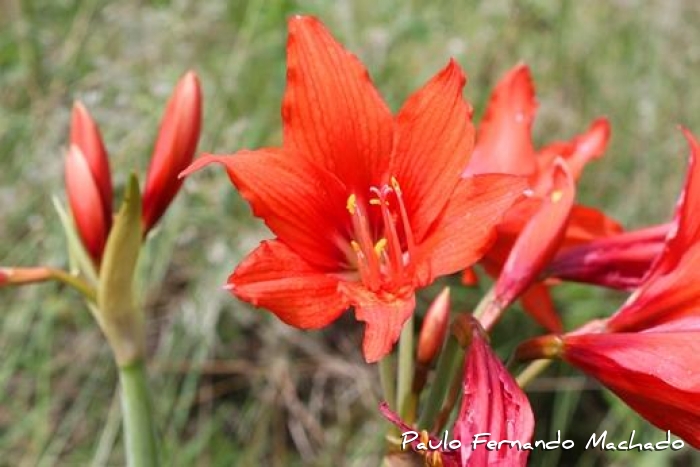 Hippeastrum multiflorum