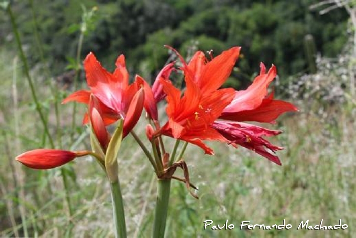 Hippeastrum multiflorum