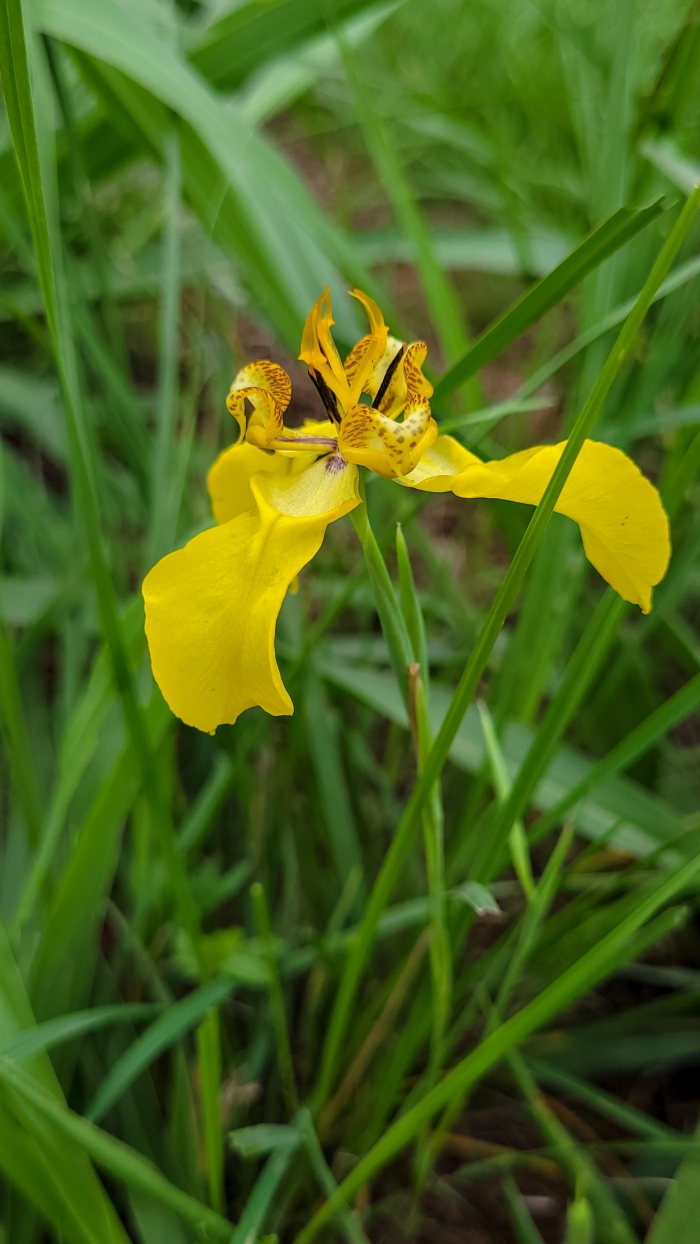 Cypella altouruguaya