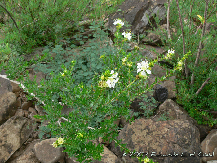 Lafoensia nummularifolia