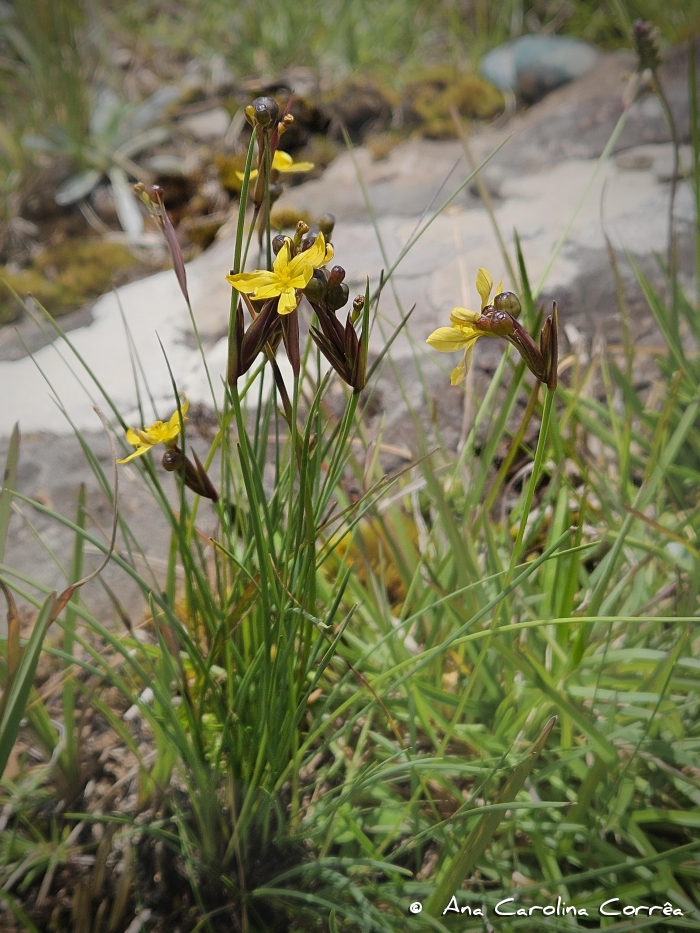 Sisyrinchium caeteanum