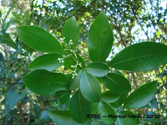 Esenbeckia hieronymi