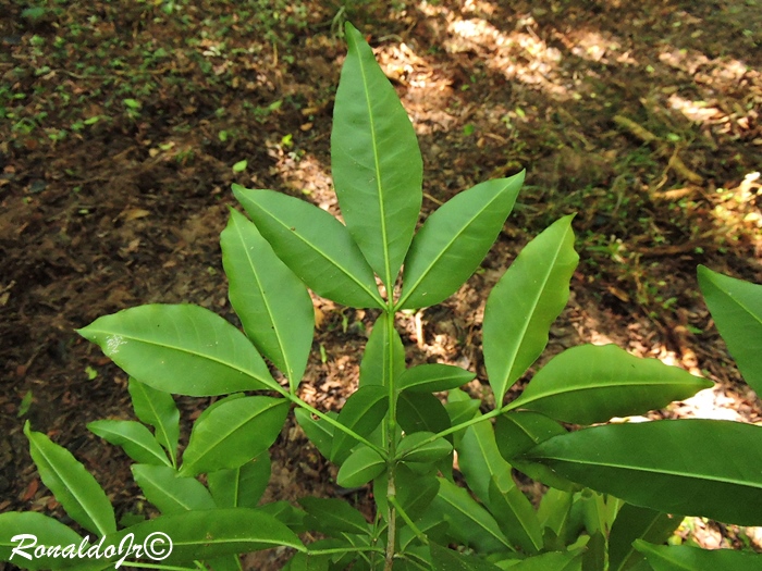 Esenbeckia hieronymi