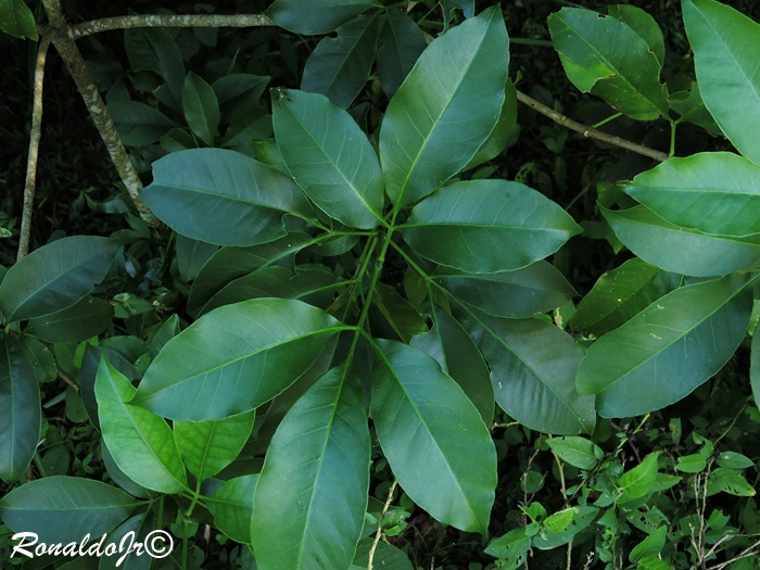 Esenbeckia hieronymi