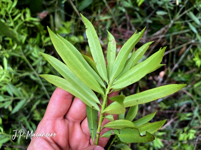 Podocarpus sellowii