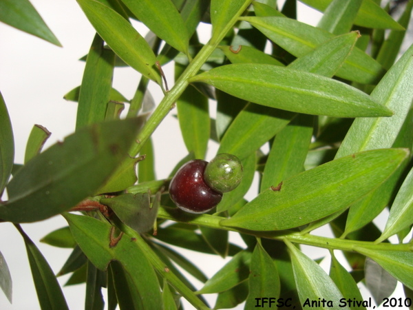 Podocarpus sellowii