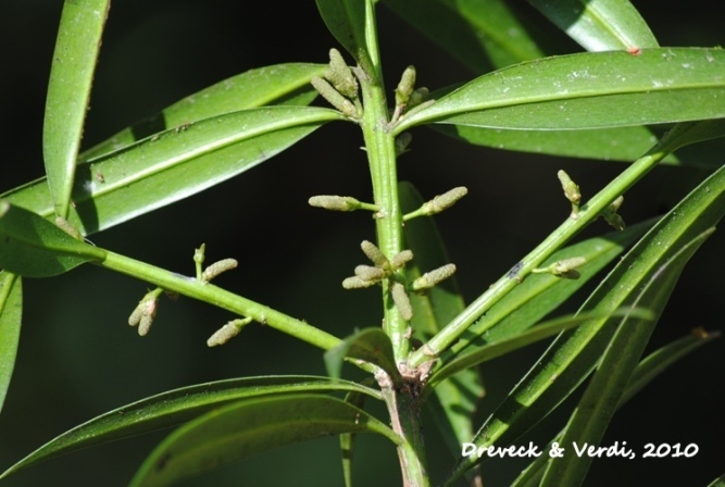 Podocarpus sellowii
