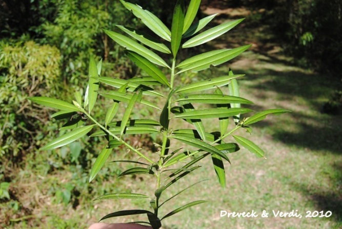 Podocarpus sellowii