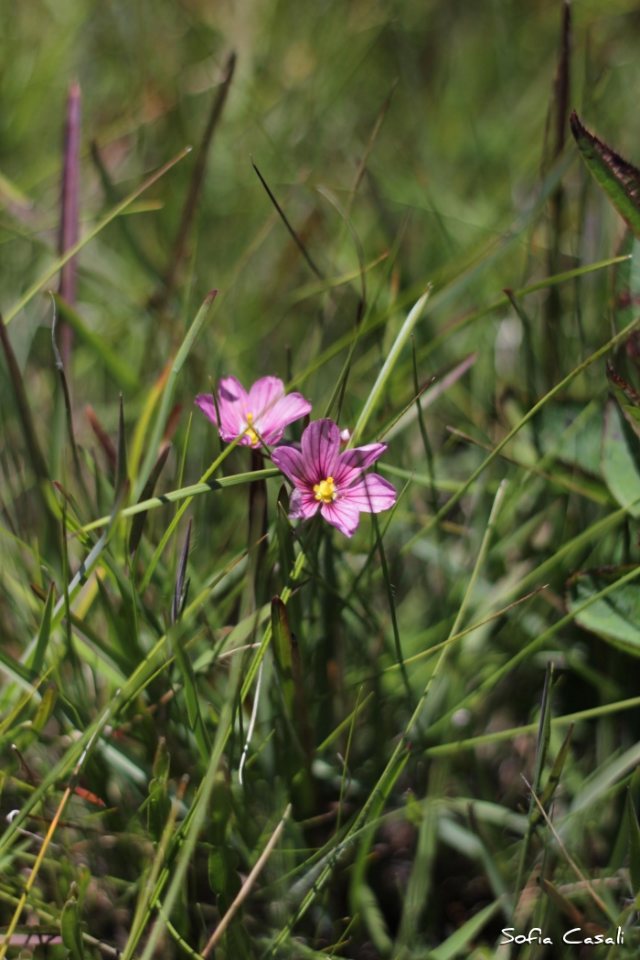 Sisyrinchium pendulum