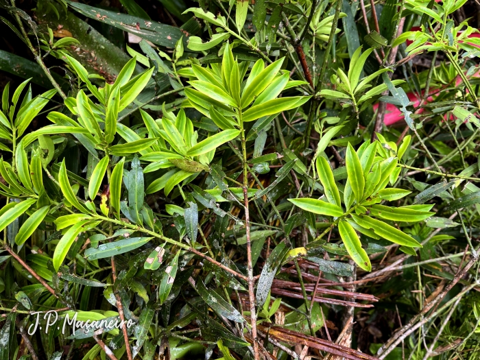 Podocarpus sellowii