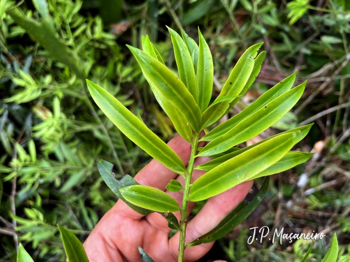 Podocarpus sellowii