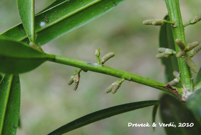 Podocarpus sellowii