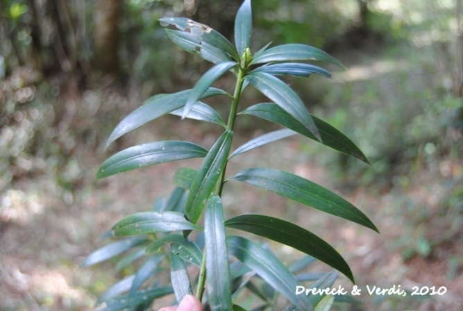 Podocarpus sellowii