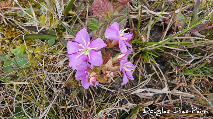 Acisanthera alsinaefolia