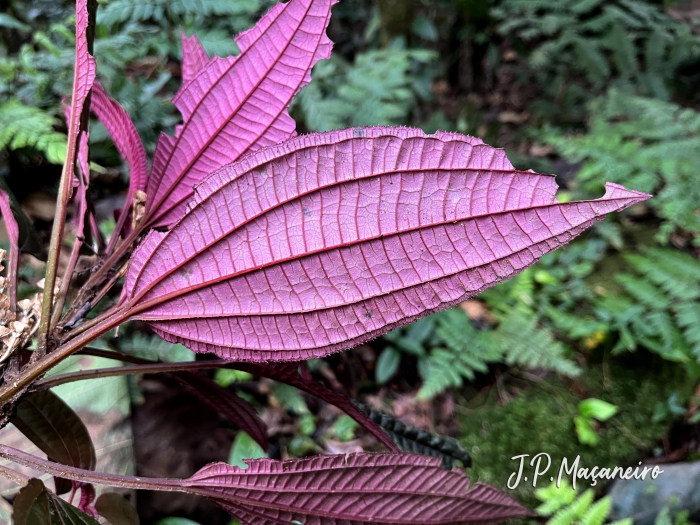 Bertolonia acuminata