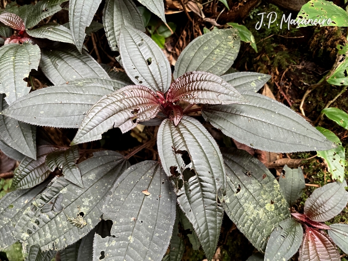 Bertolonia acuminata