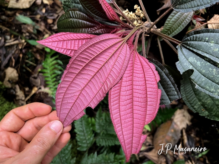 Bertolonia acuminata