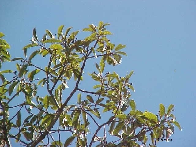 Persea willdenovii