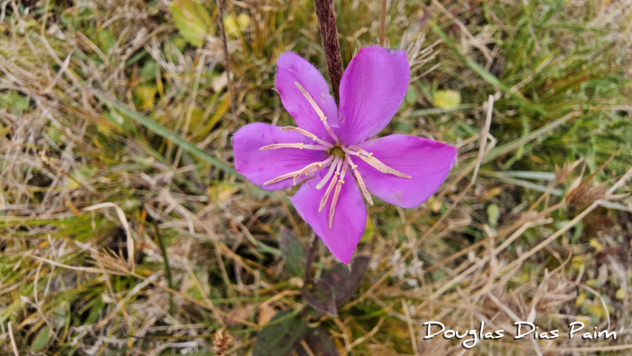 Chaetogastra gracilis