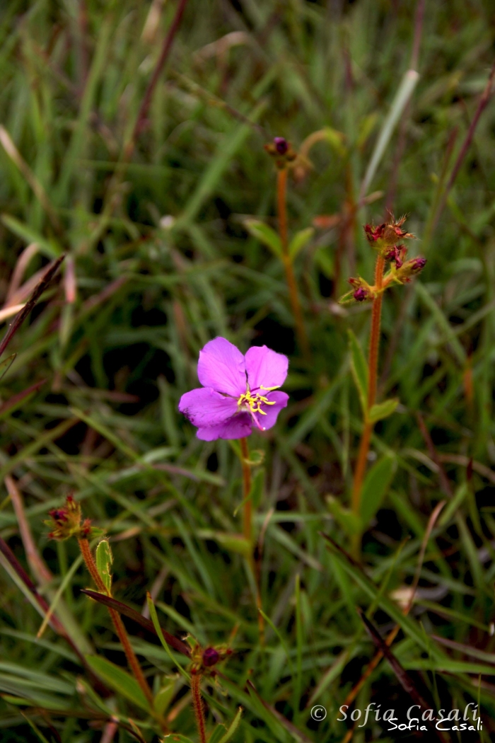 Chaetogastra gracilis